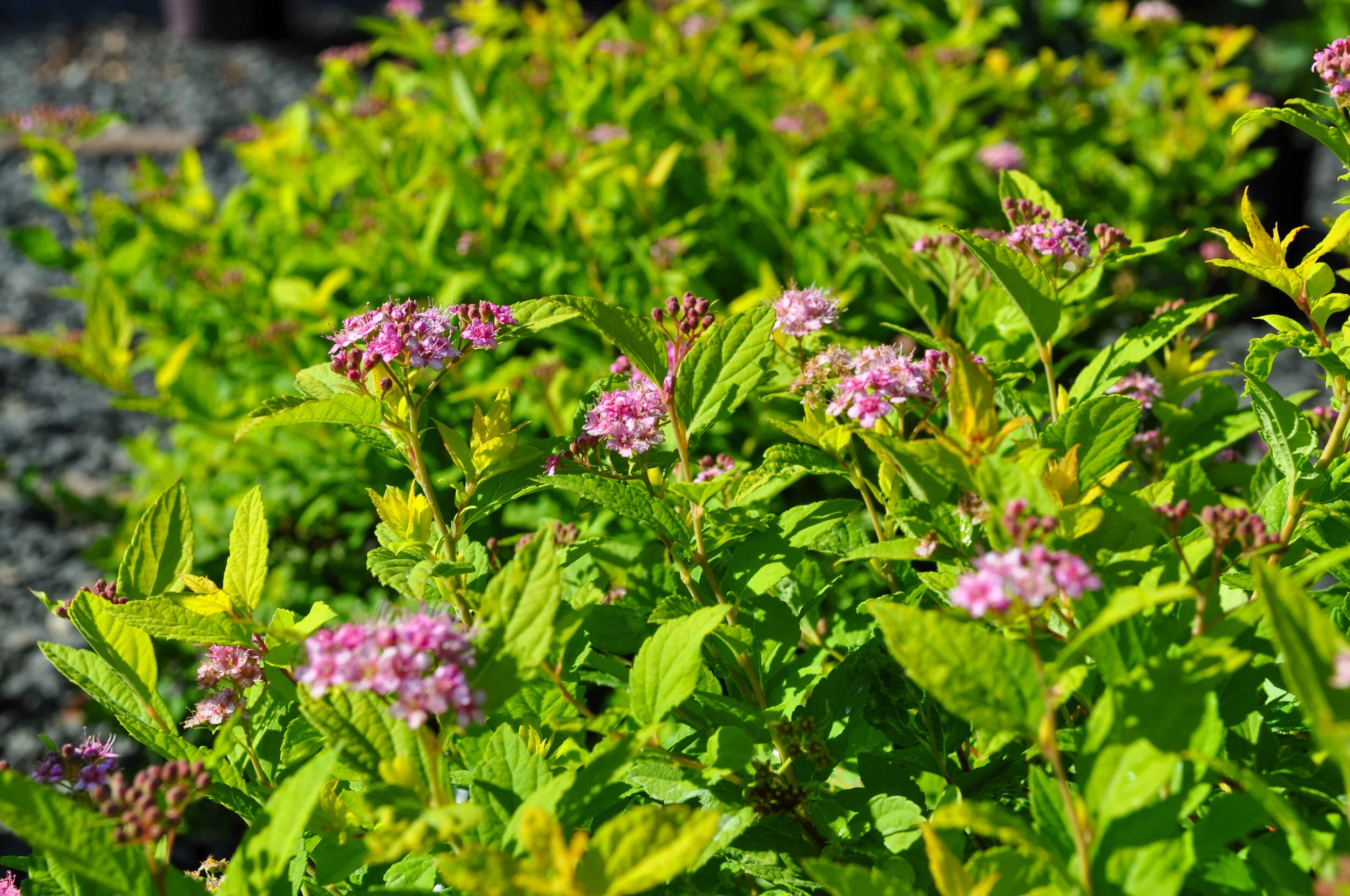 Spirea Lynde Greenhouse Nursery