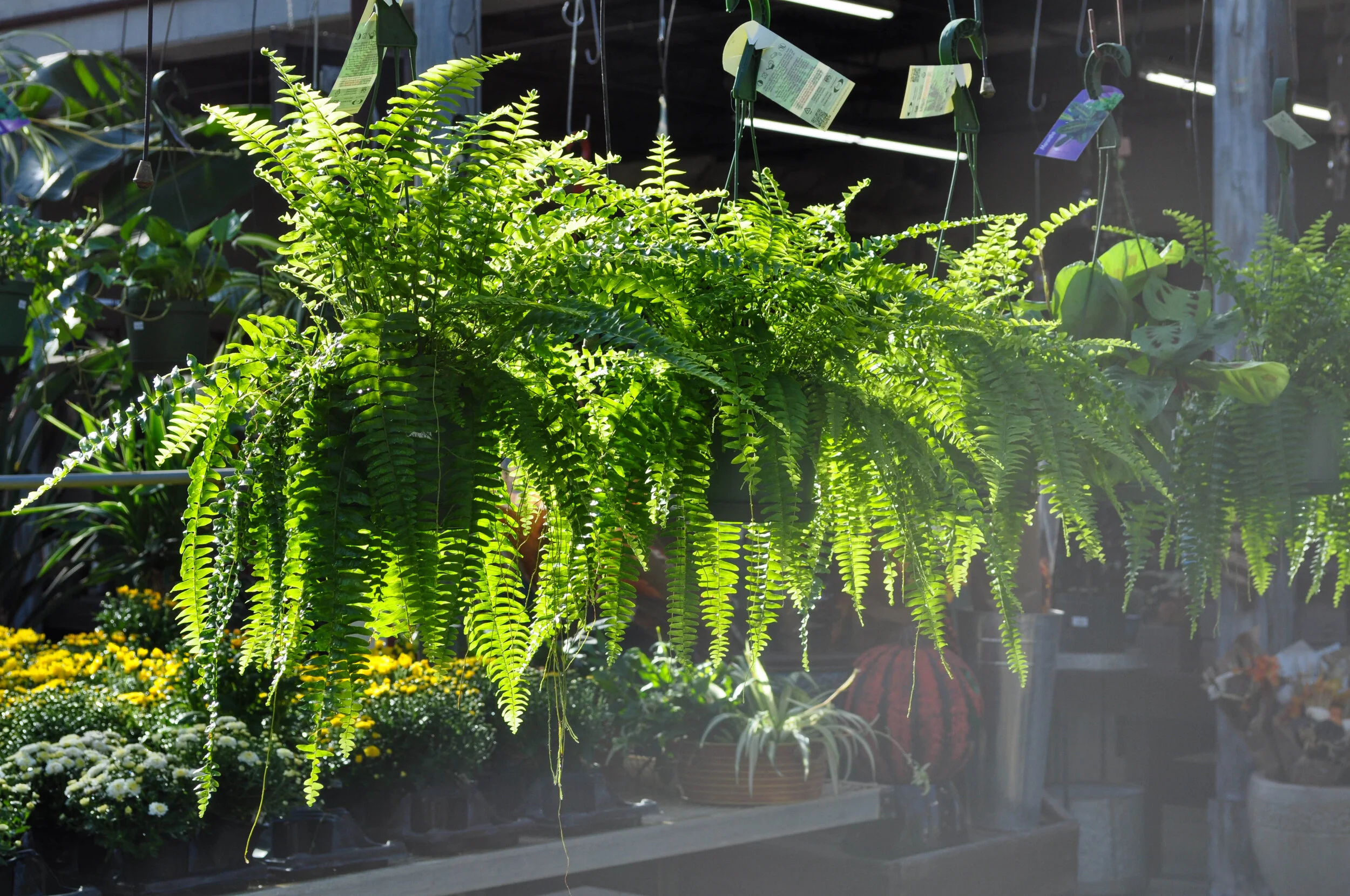 Discover What S New In The Garden Center This Week Lynde Greenhouse Nursery