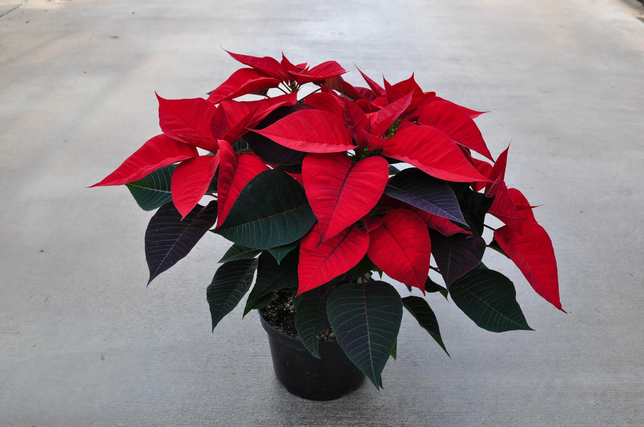 What does the Poinsettia Mean to You? — Lynde Greenhouse & Nursery