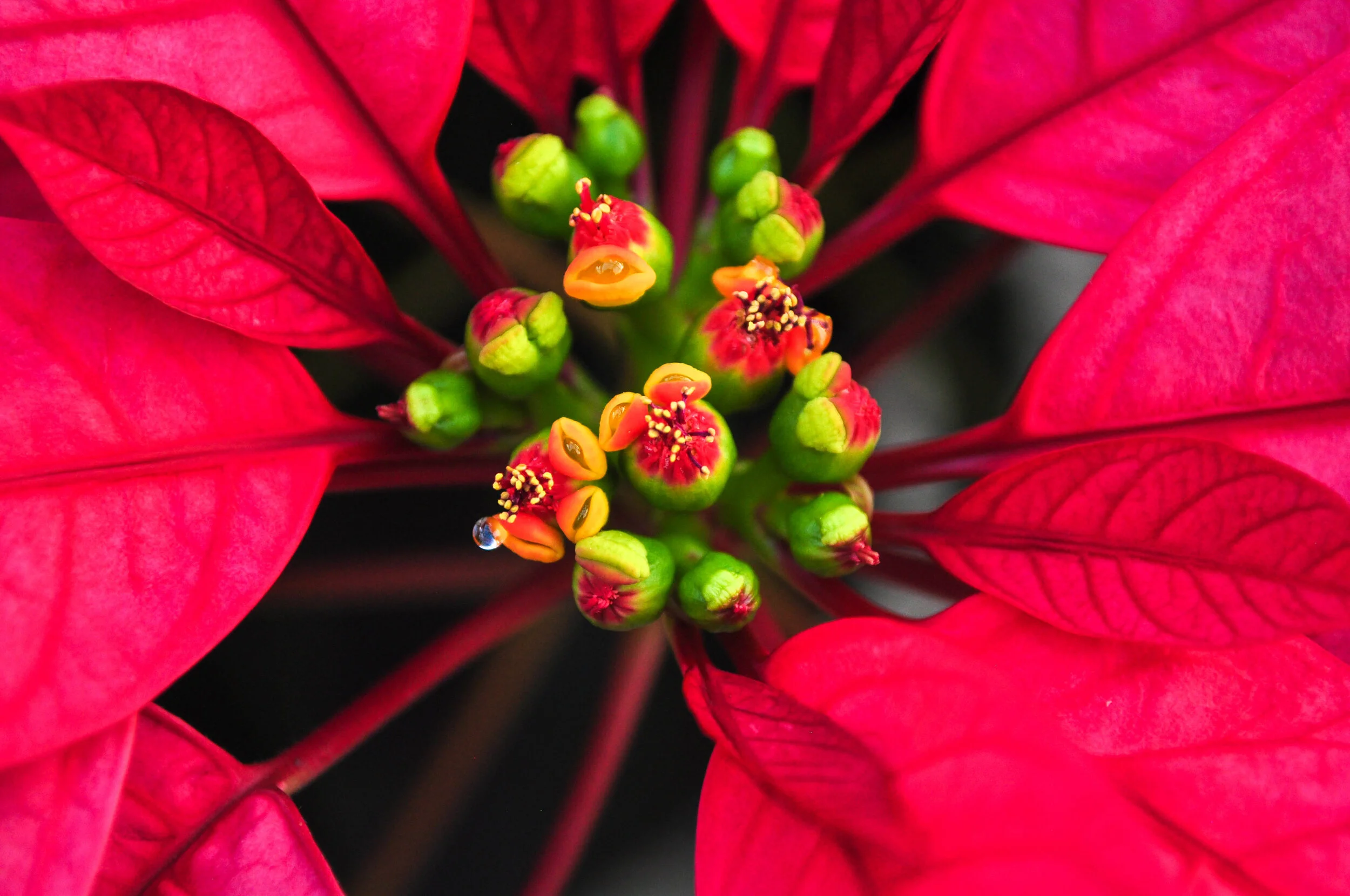 What does the Poinsettia Mean to You? — Lynde Greenhouse & Nursery