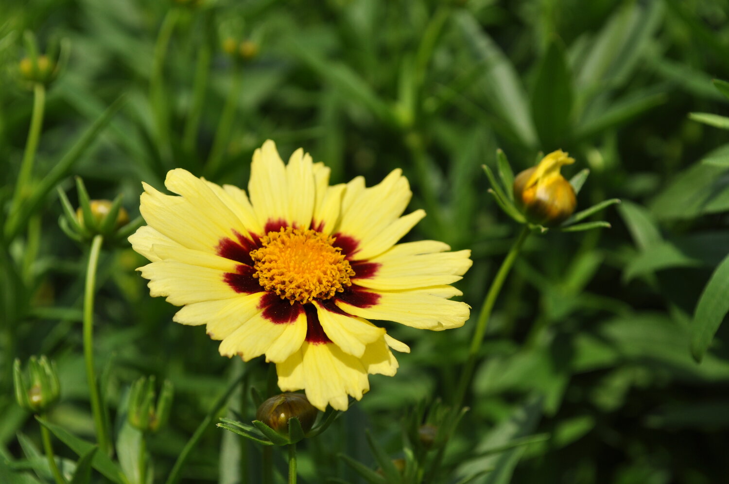 Pollinator Plants — Lynde Greenhouse & Nursery