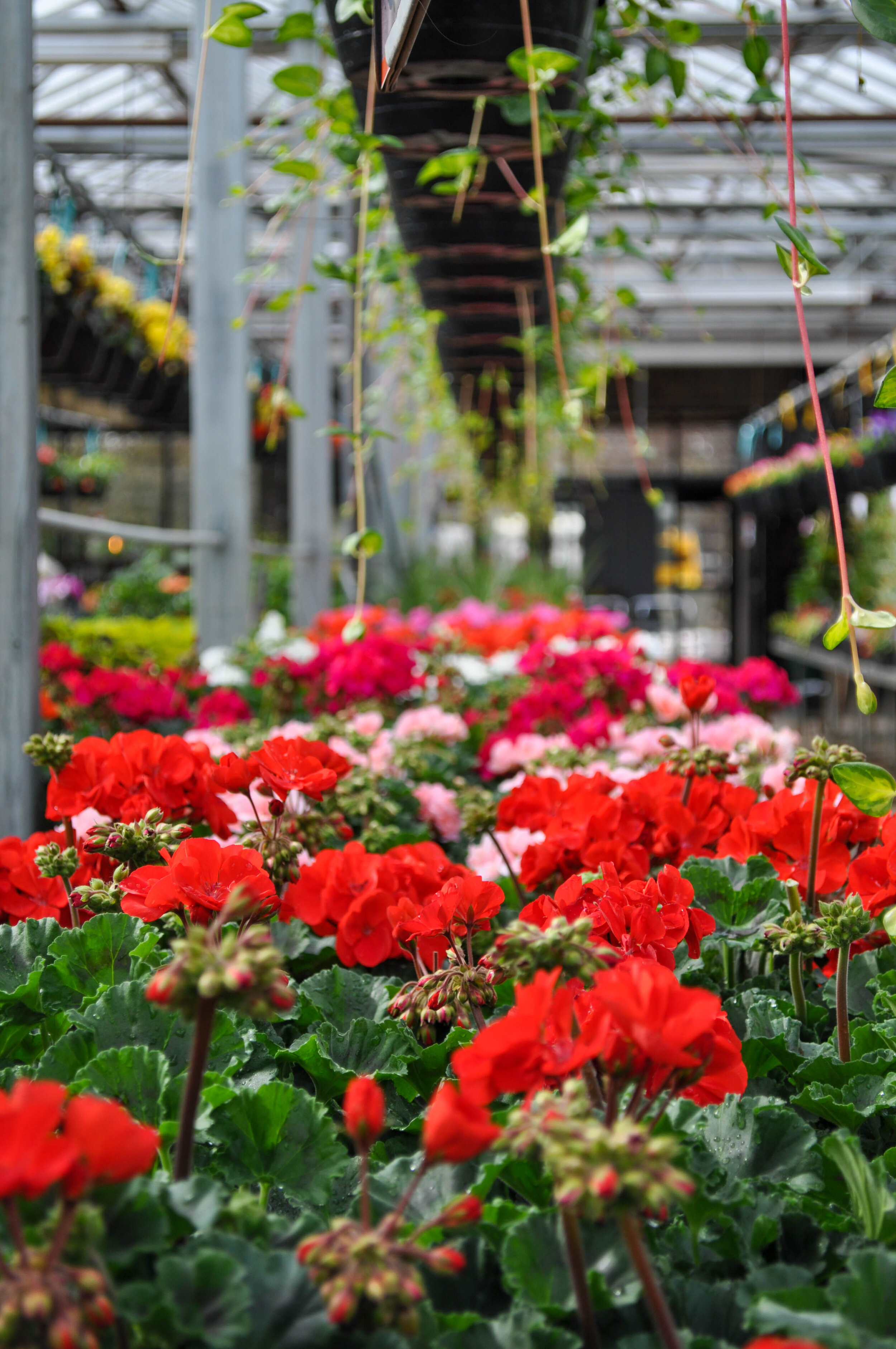 Easy Summer Annuals — Lynde Greenhouse & Nursery