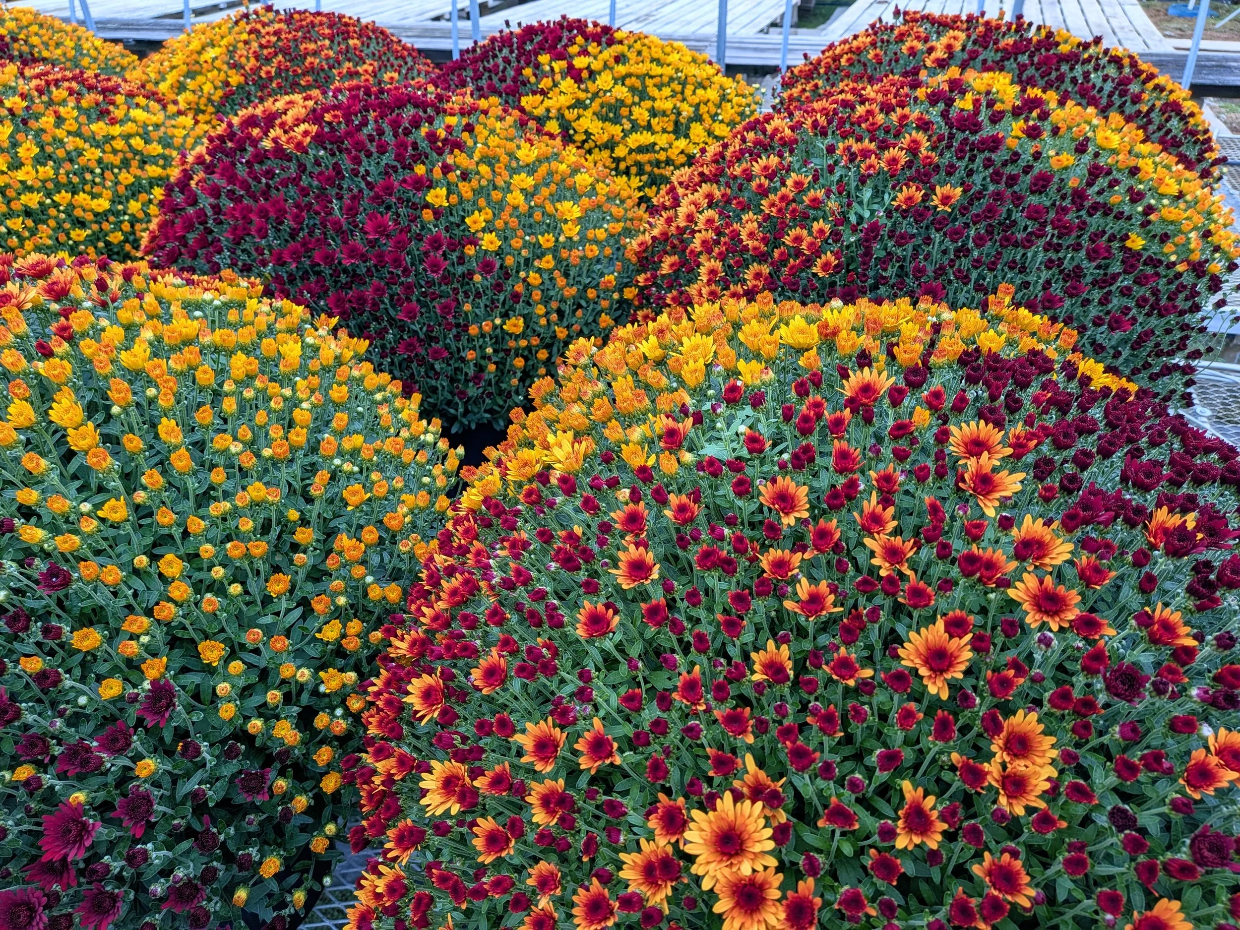 Buy One Get One Free Mums!