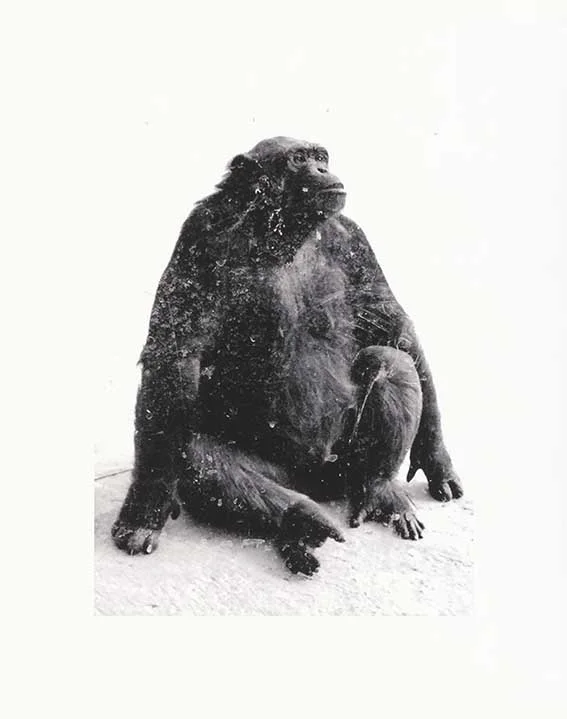 SIMIOS GMM_22_eq.jpg