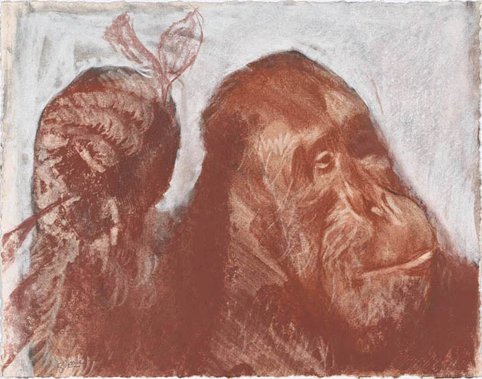 Orangutan con Rama en la Mano (Orangutang Holding Branch)