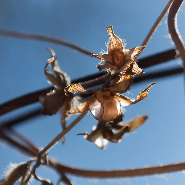 Dried Fence Flower_.jpg