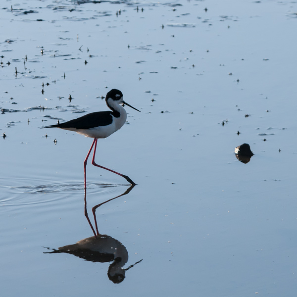 Red Leg Triangle_mumuration-251-Edit.jpg