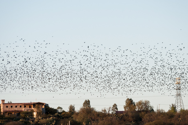 mumuration_mumuration-266.jpg