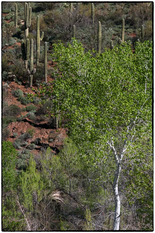Aspen in Saguaro Forest_JewelCreek-_DSC1594-2-Edit.jpg
