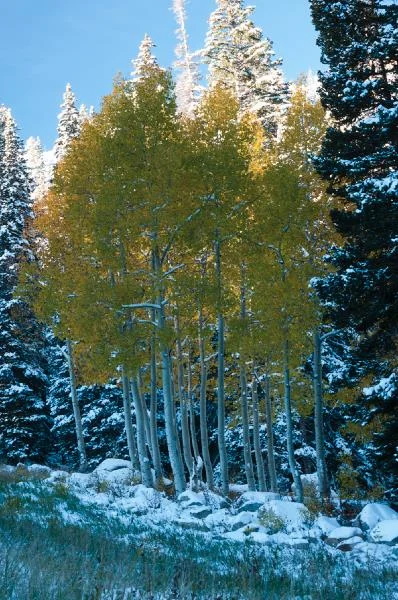 aspen1-2.jpg