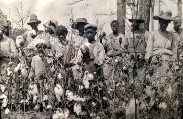 Picking Cotton