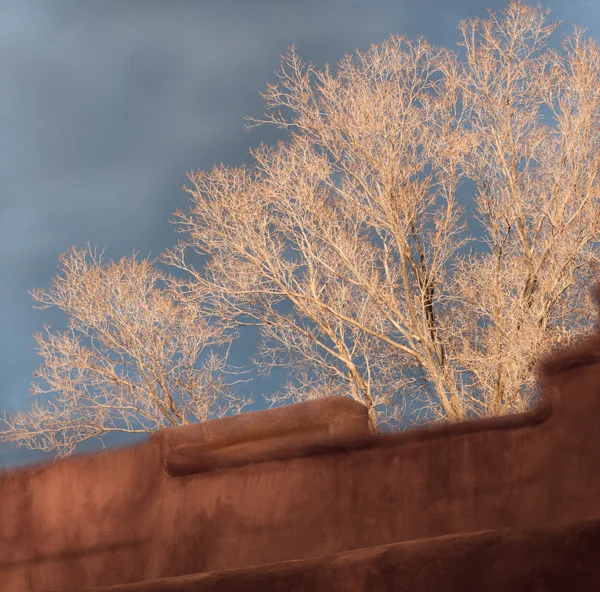 Naked tree are lit with a silver glow at sunset