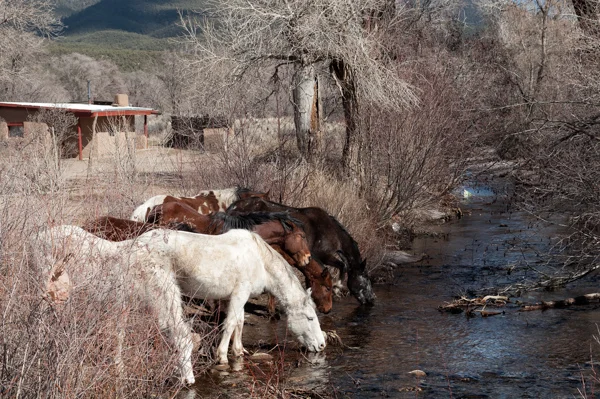 As if sent by Central Casting, these free roaming ponies came galloping by for a drink just as we crossed the bridge over the river.