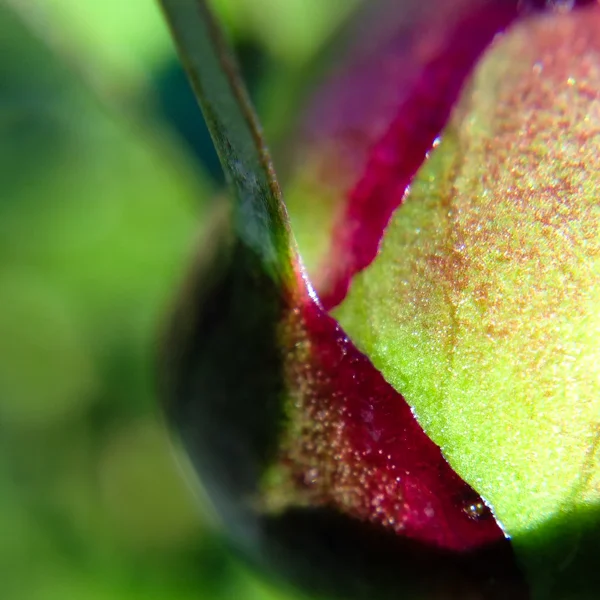 Promise of peony to come - a bud barely 1/2" wide.