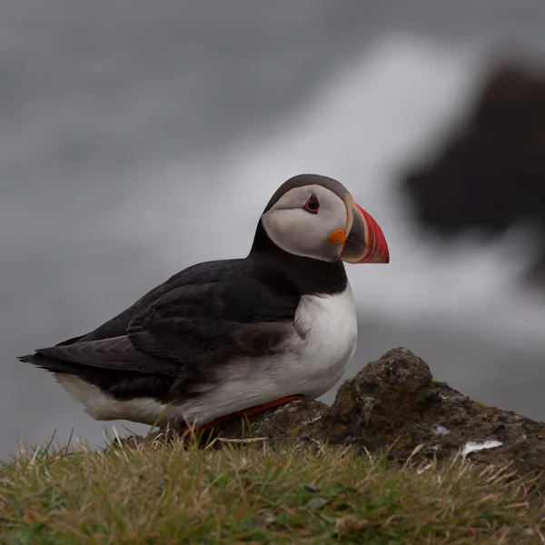 The Puffin Greeter