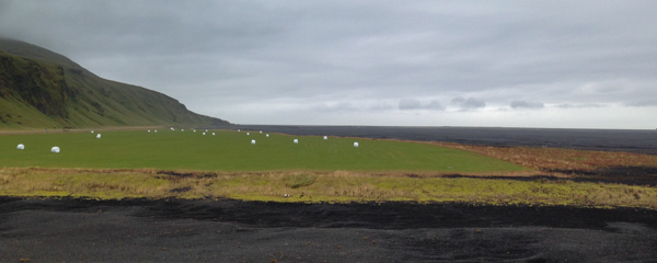Hay field in the middle of a black sand desert