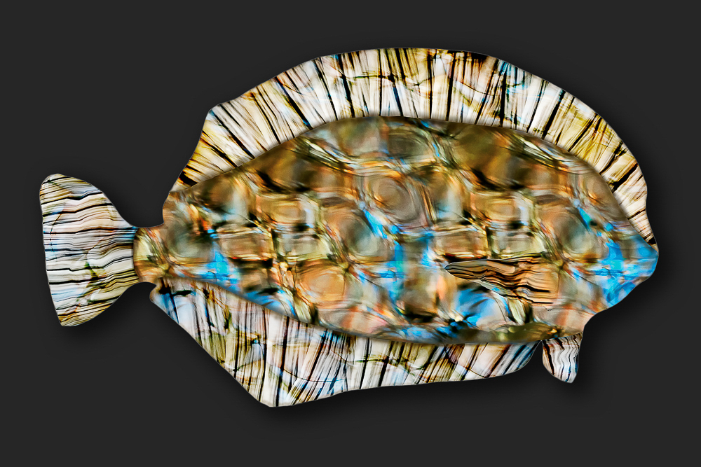 Lost in Reflection: Flounder 2014