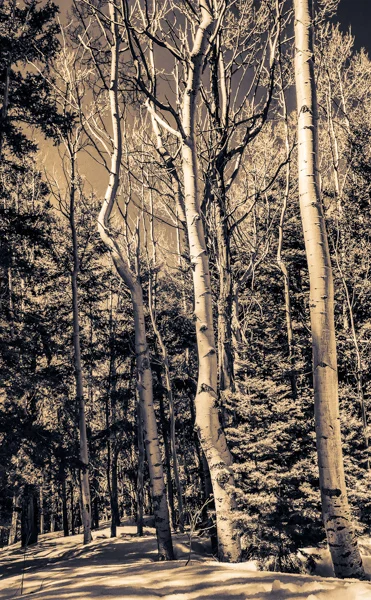 Aspen Grove in Spring