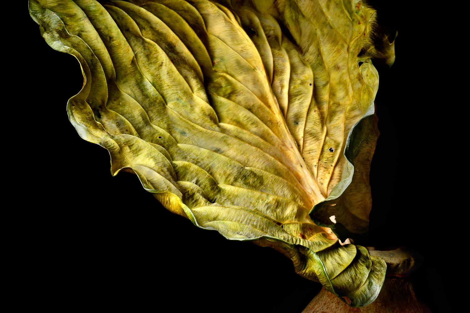 Hosta in Vase