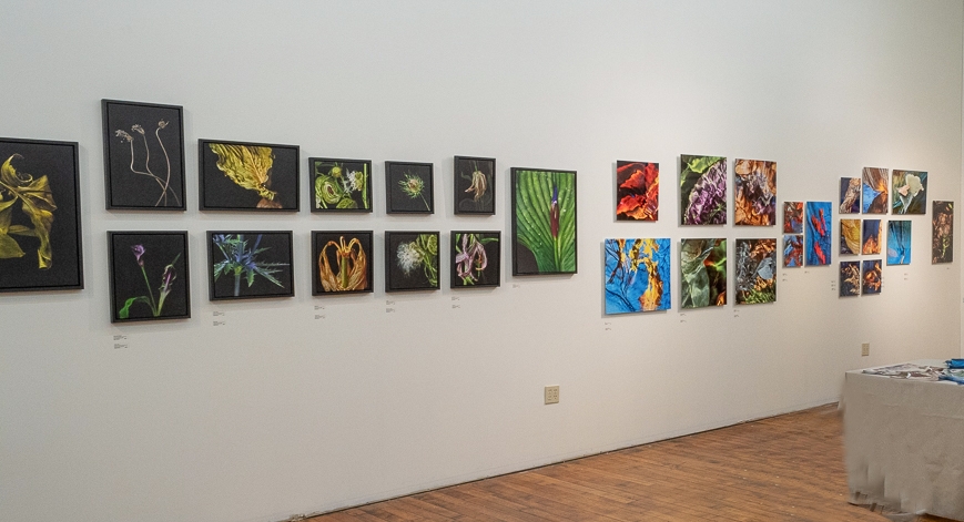 S & G Gallery: Botanical Explorations