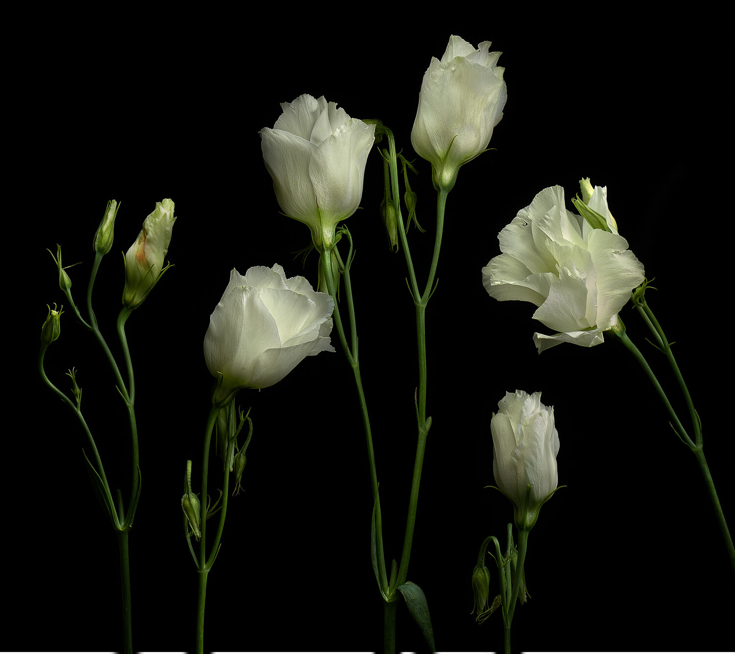 lisianthus Group.jpg