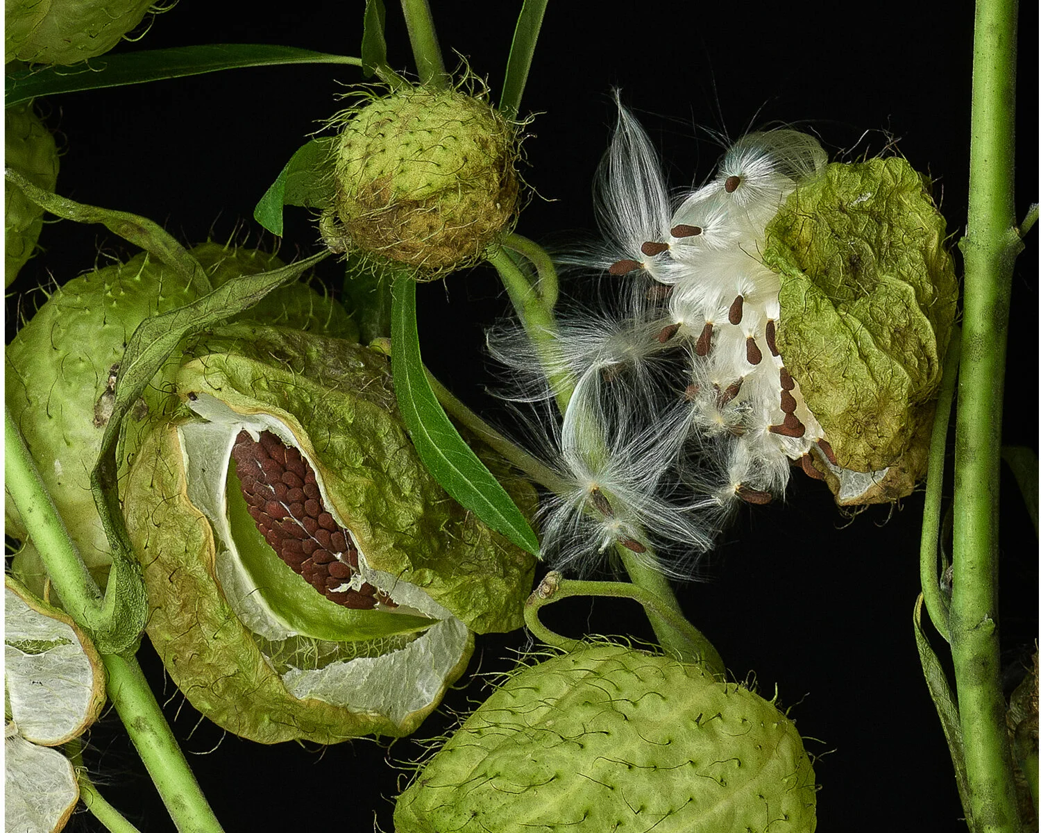 STILLNESS: Milkweed II