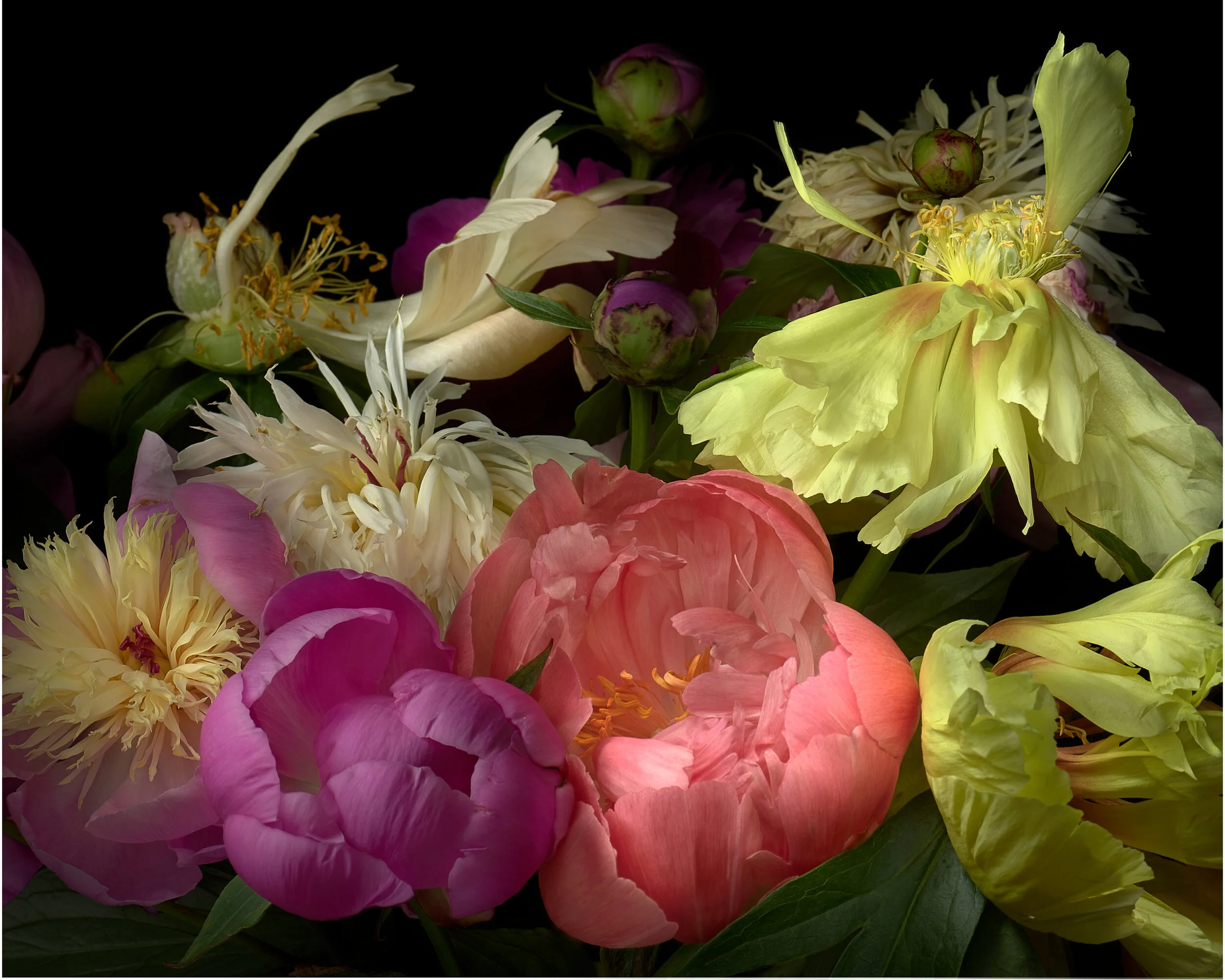 STILLNESS: Peony Breeze