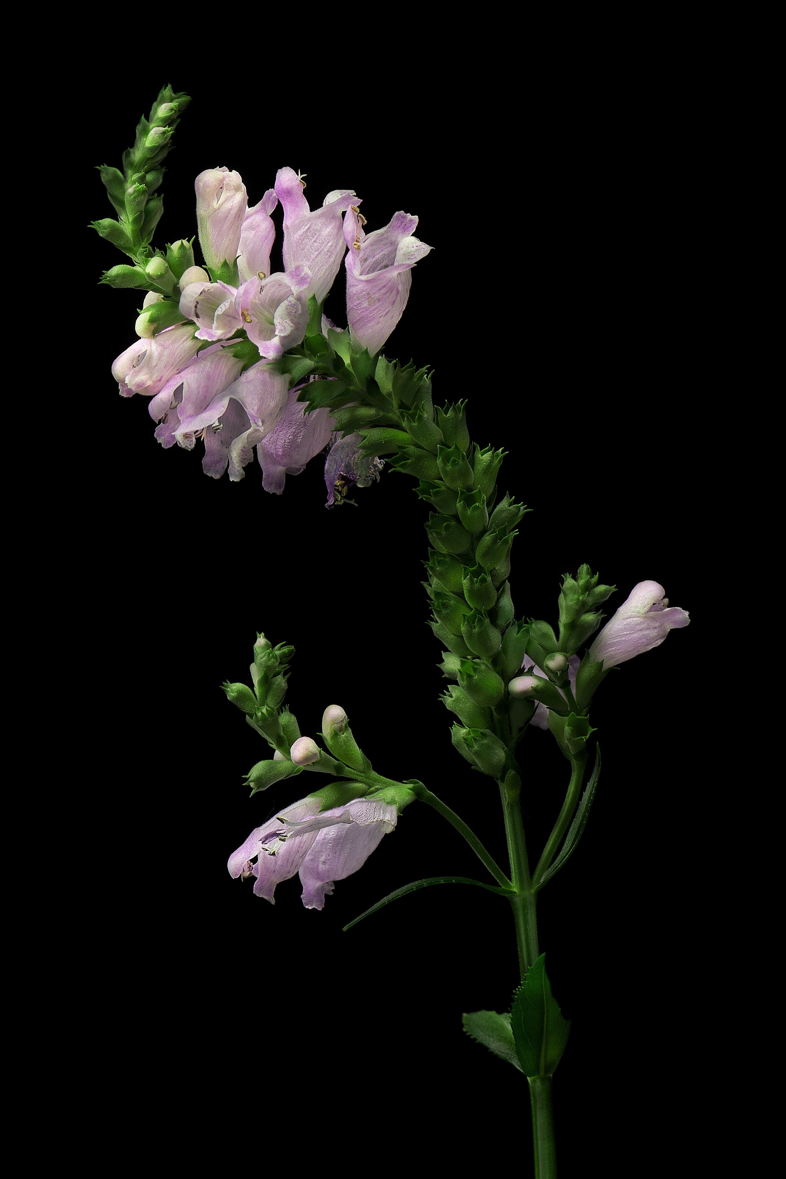 Obedient Plant