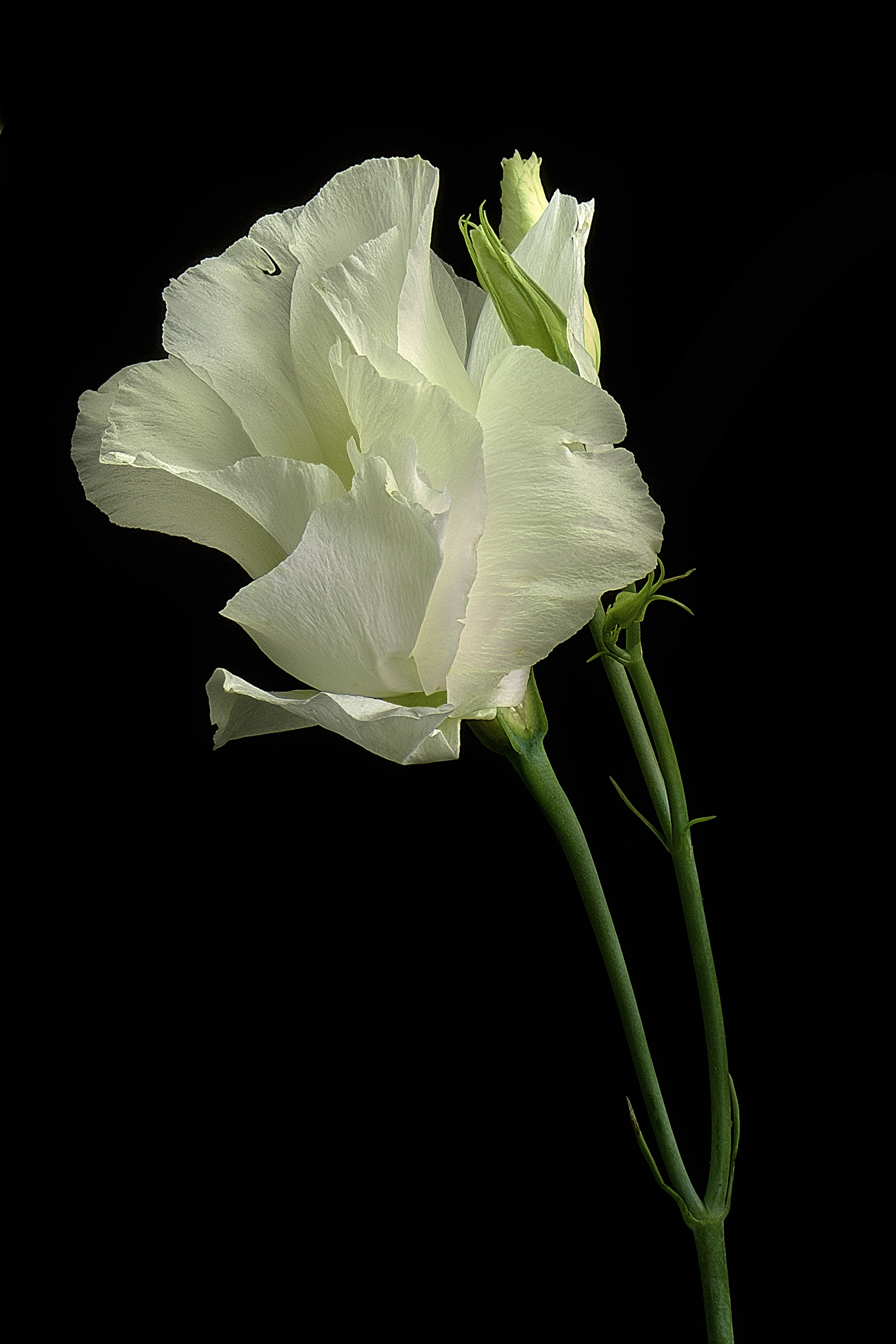 Lisianthus Unos