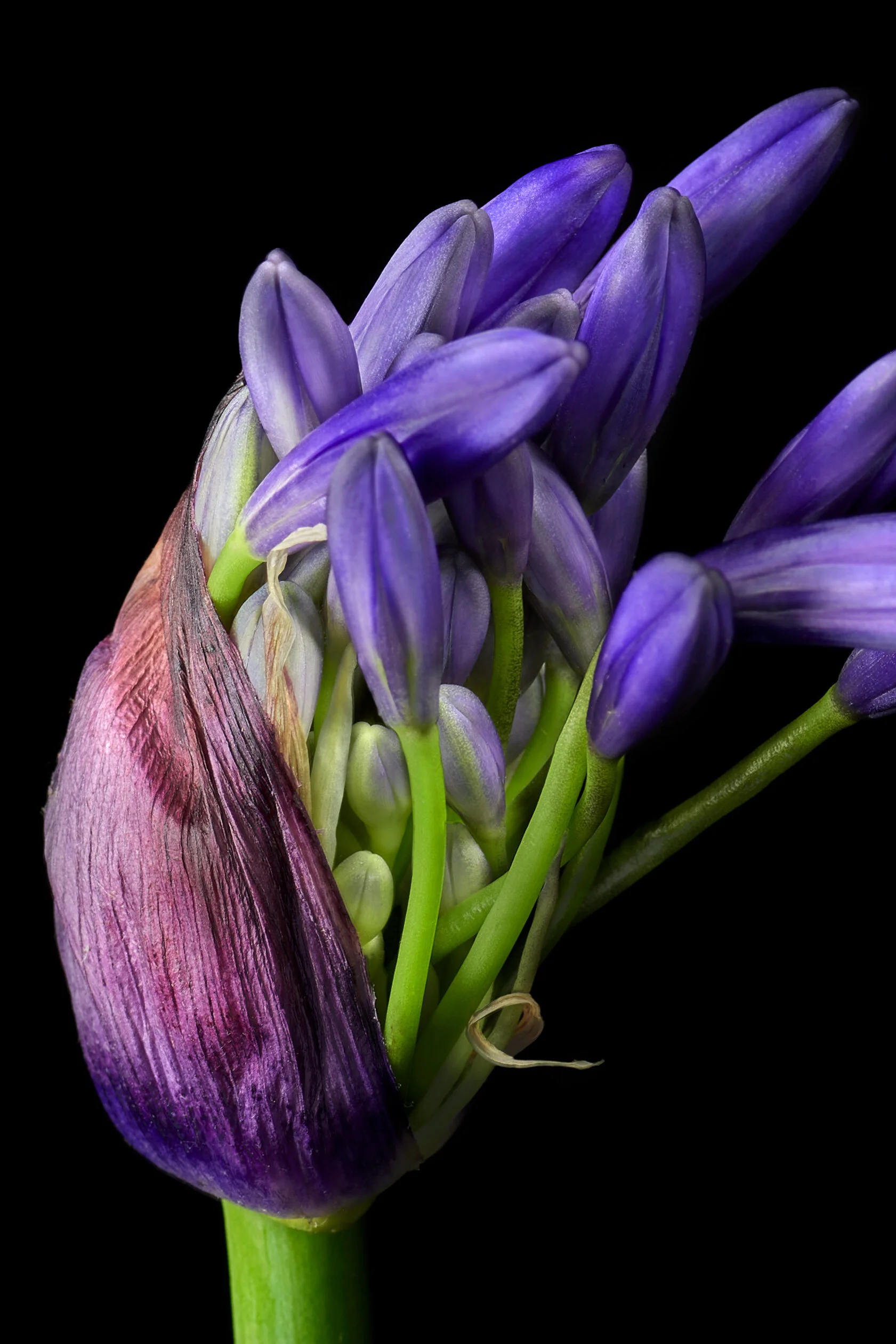 Agapanthus - Star Garden Collection