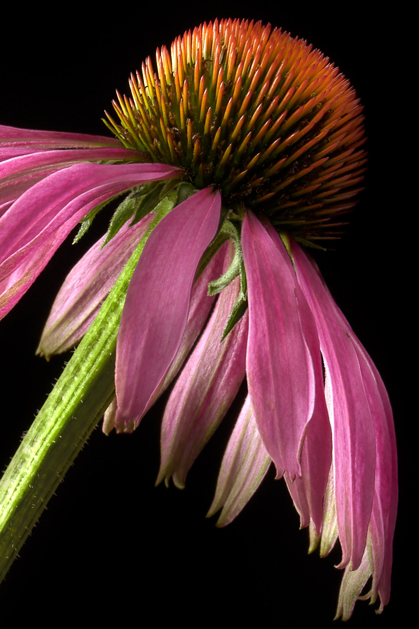 Star Garden_coneflower.jpeg