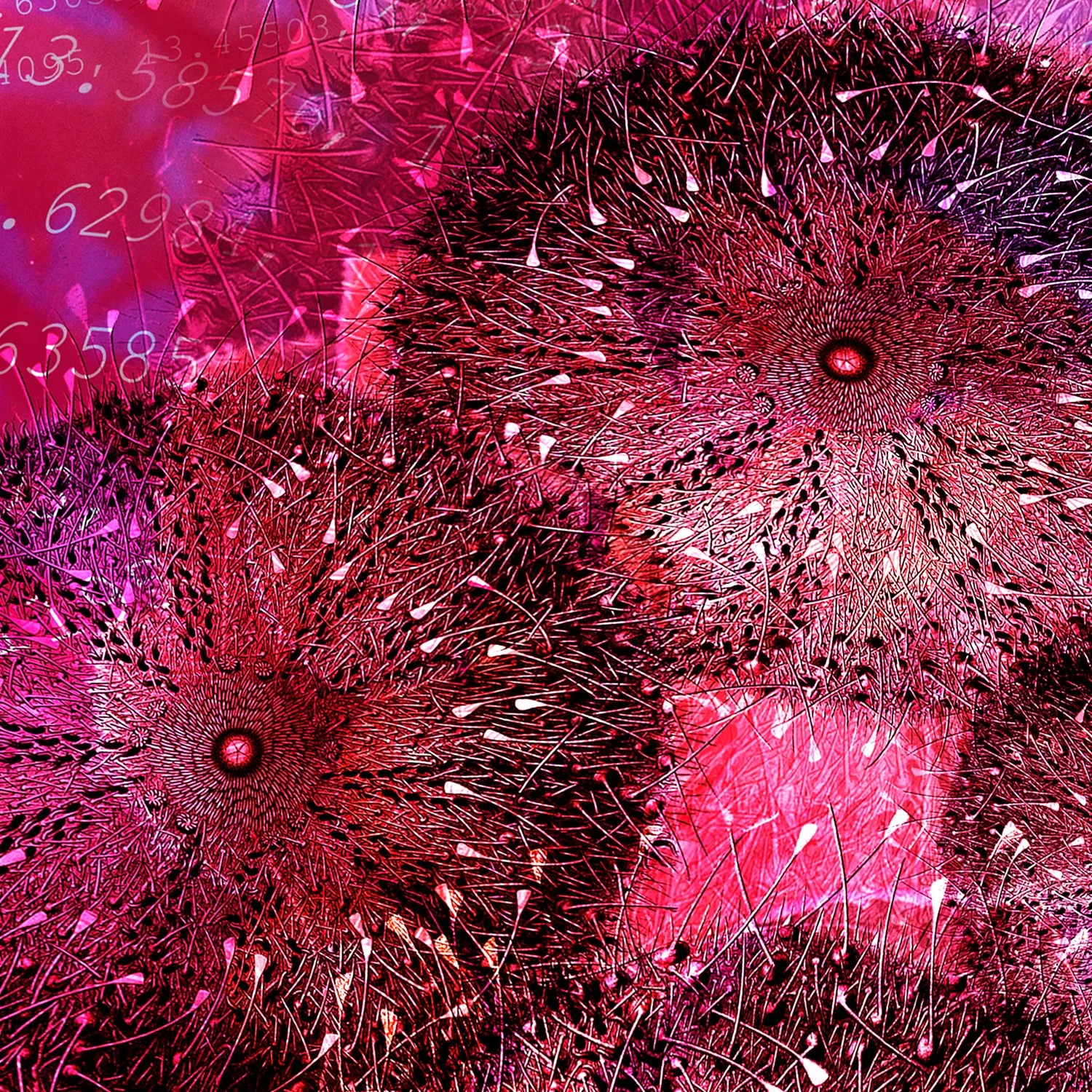 Sea Urchin Square_12x12-MPIX layers.jpeg