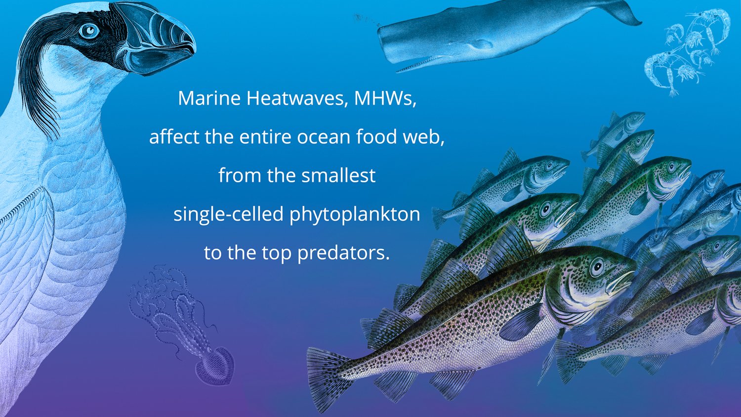 Marine Heatwaves Impact the Entire Food Web