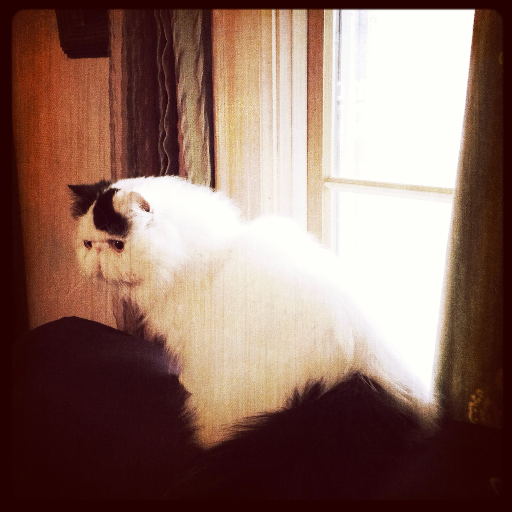 35-Blink-Joshua at the Window.JPG