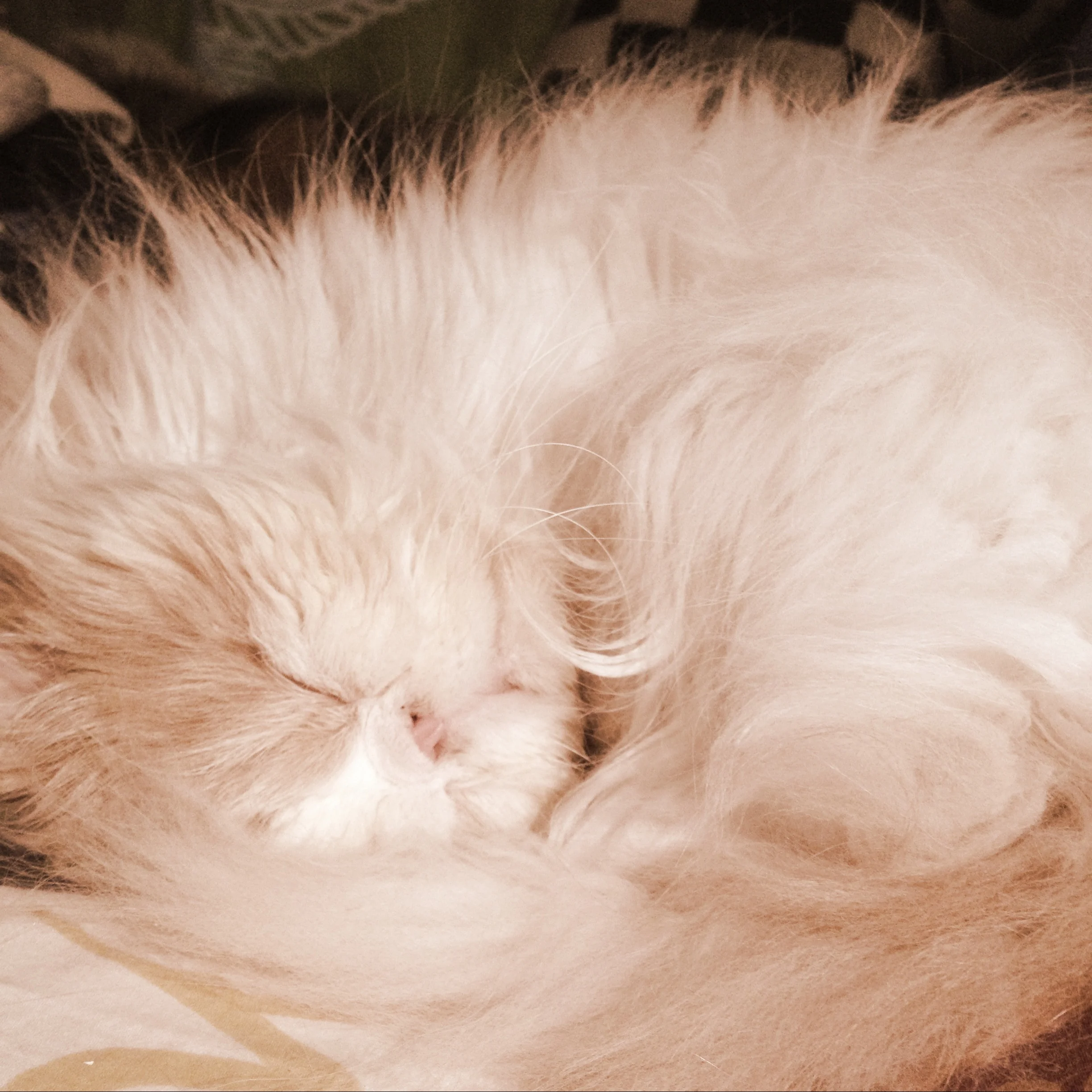 42-Blink-Whisper Pippi.JPG