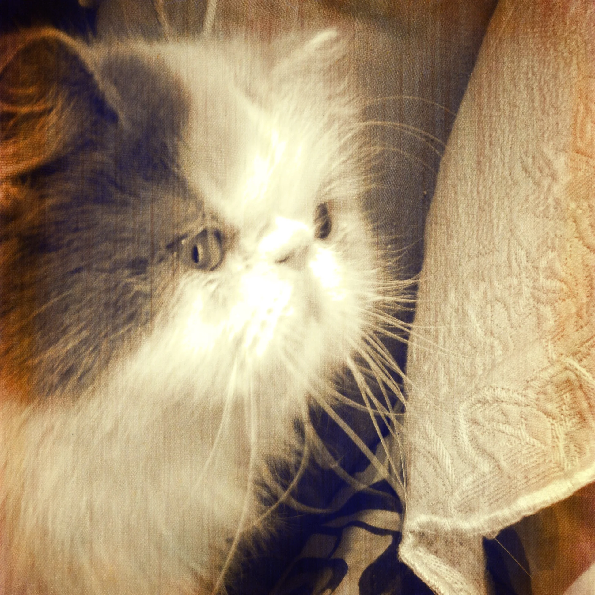 47-Blink-Nell_Twilight Color-Bleached.JPG