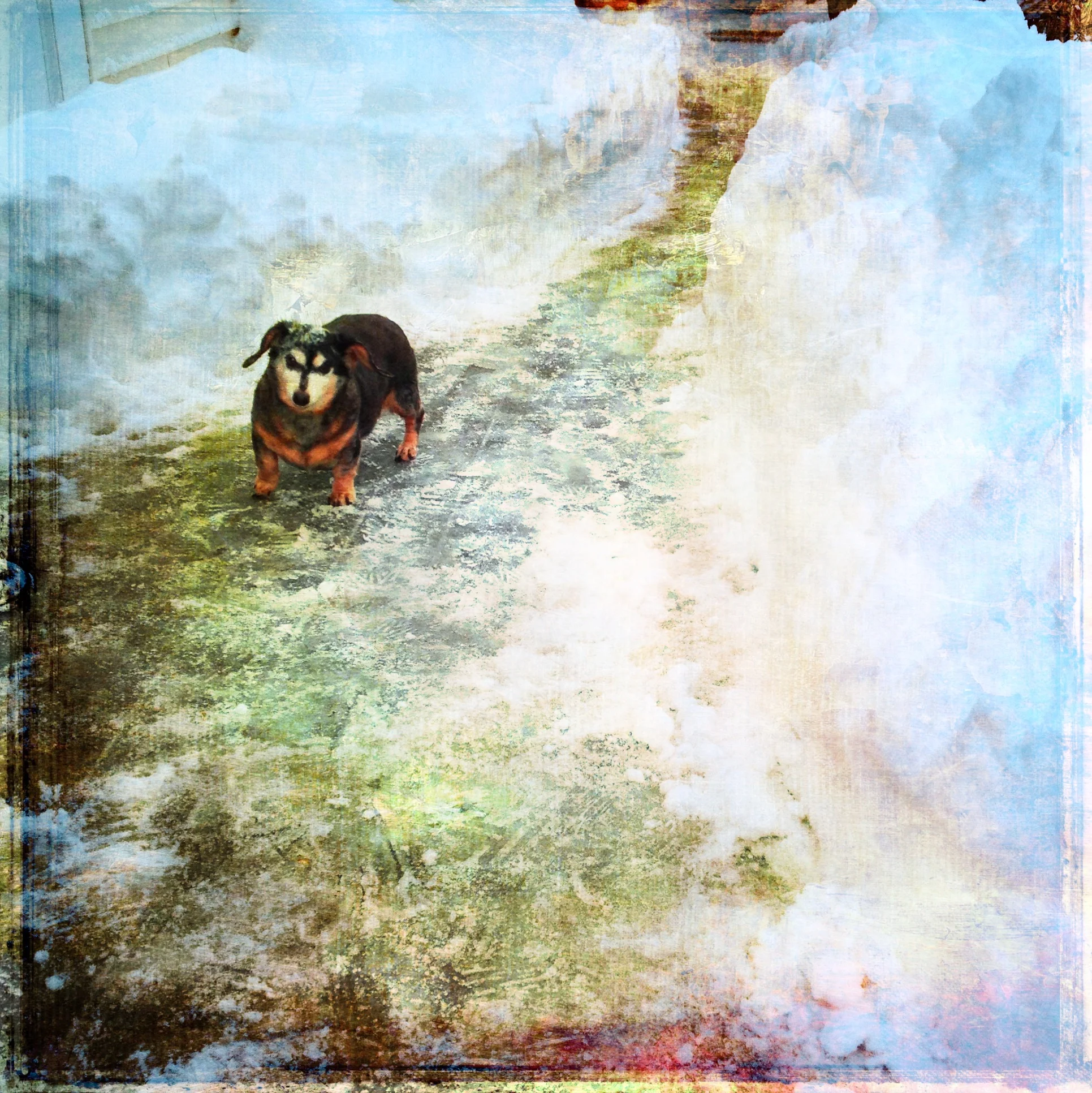 53-Blink-Personal Doxie.JPG