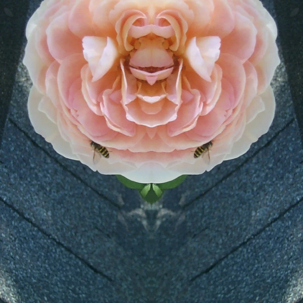 67-Blink-Rose Monkey.JPG