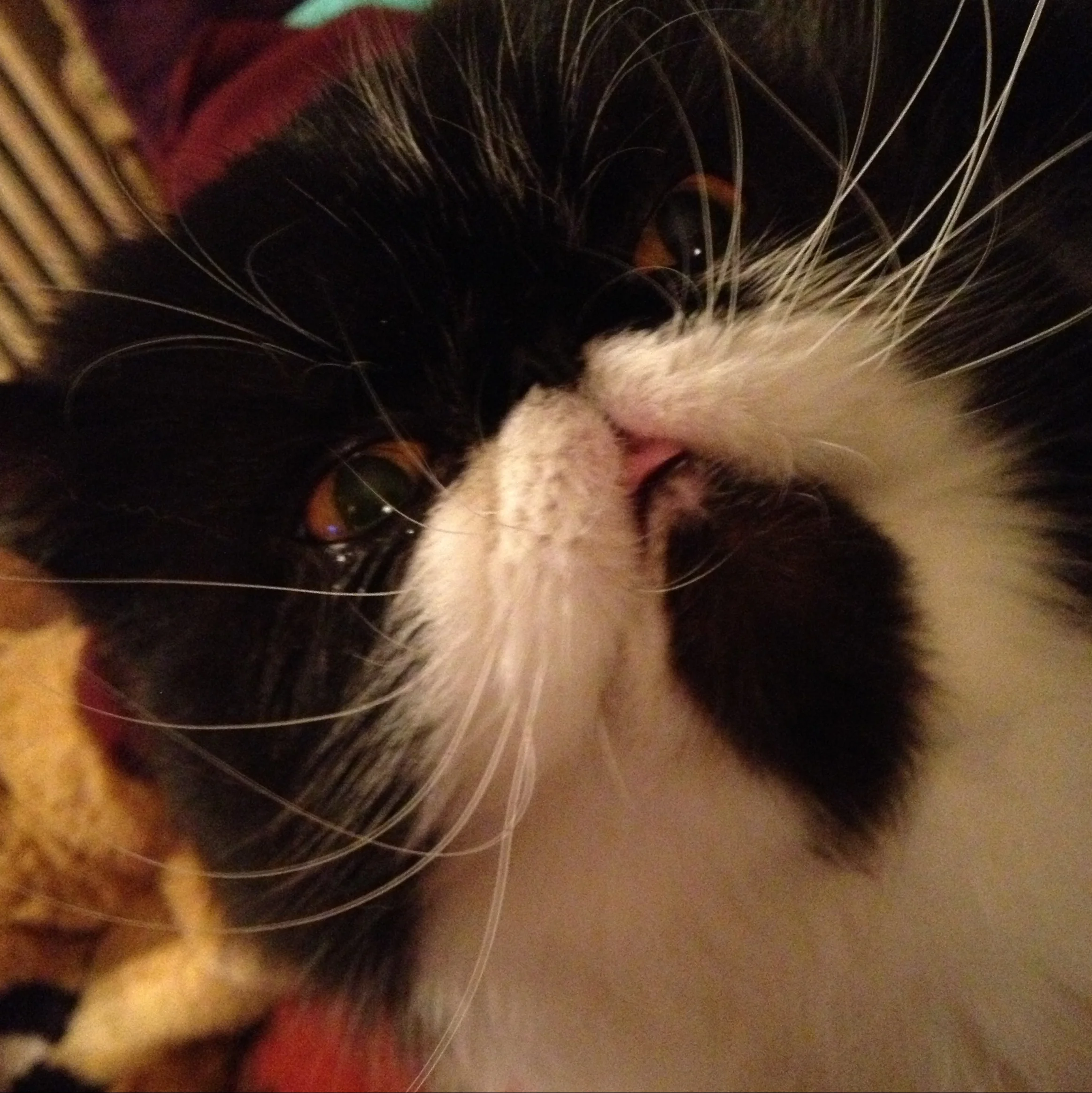 78-Blink-The Pearl.JPG