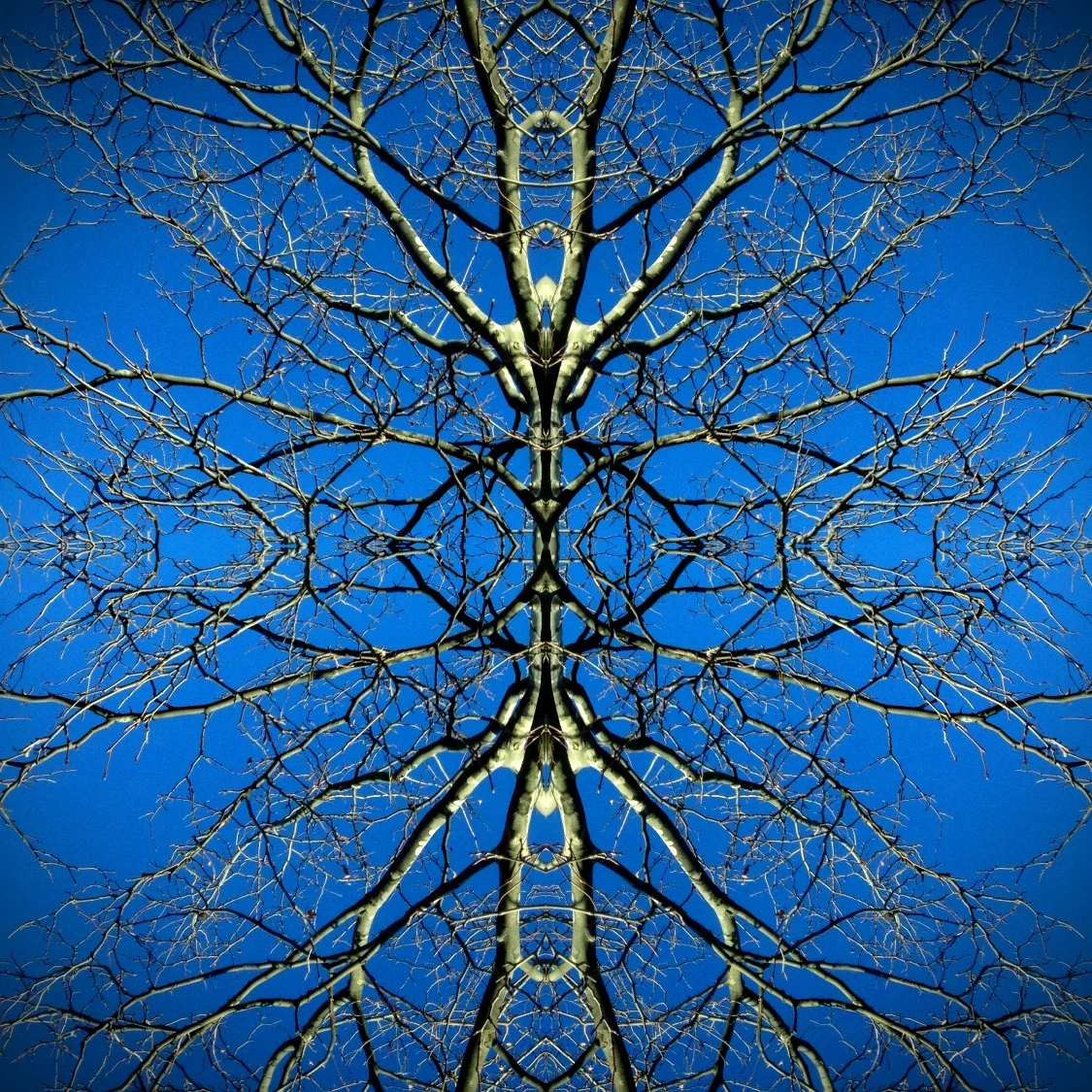 82-Blink-Brain Tangle.JPG