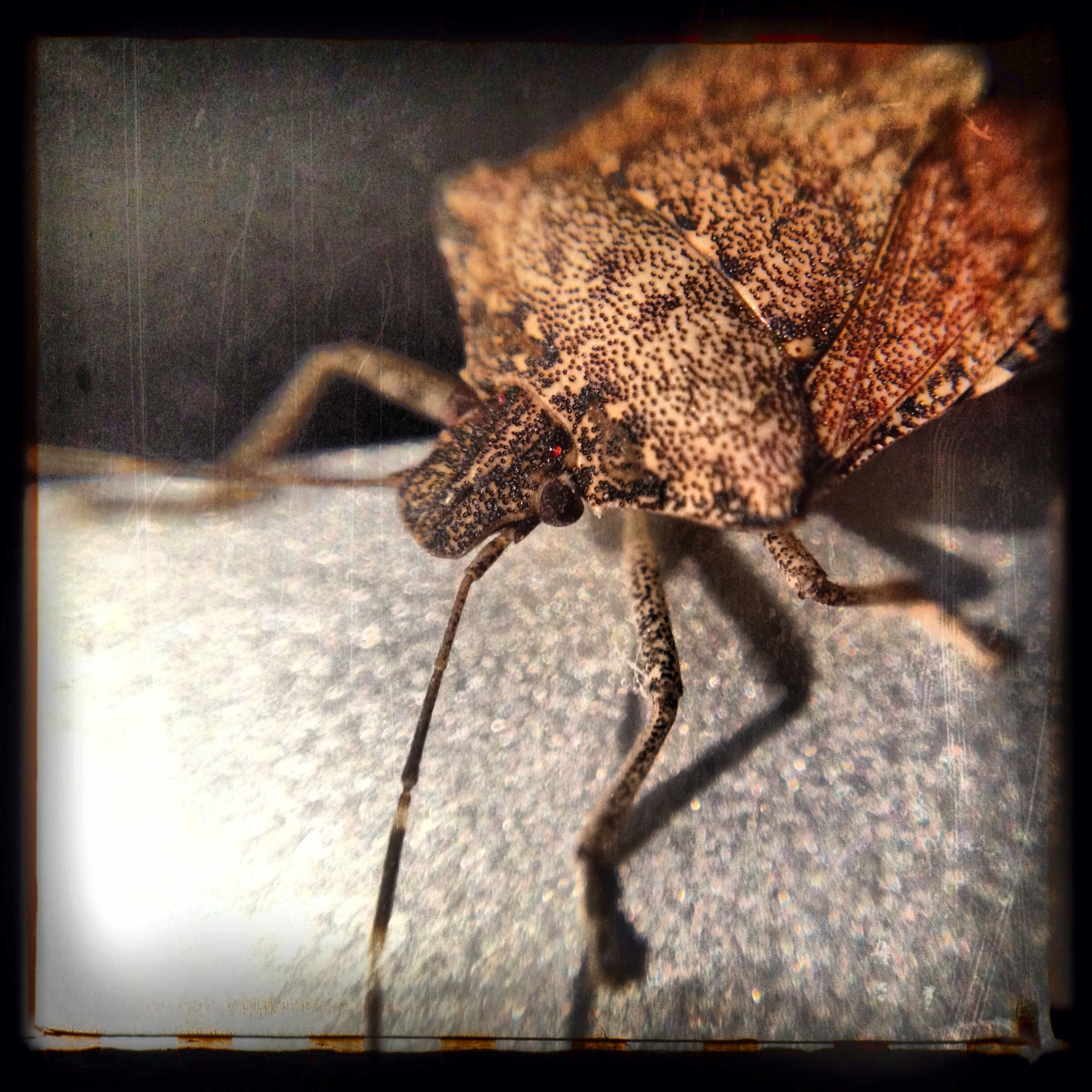 84-Blink-Monday Bug.JPG