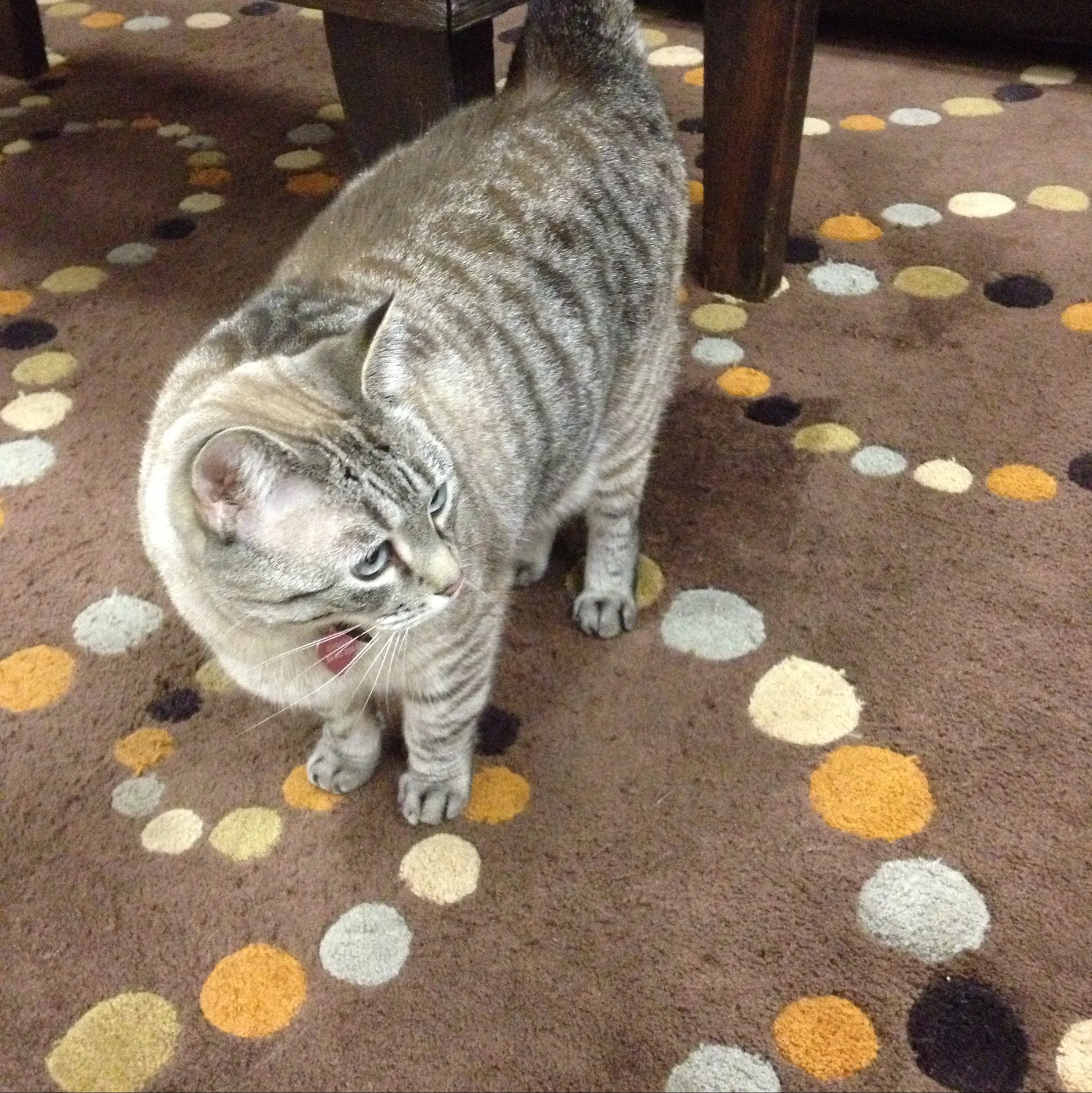 90-Blink-Groovy Kitty.JPG