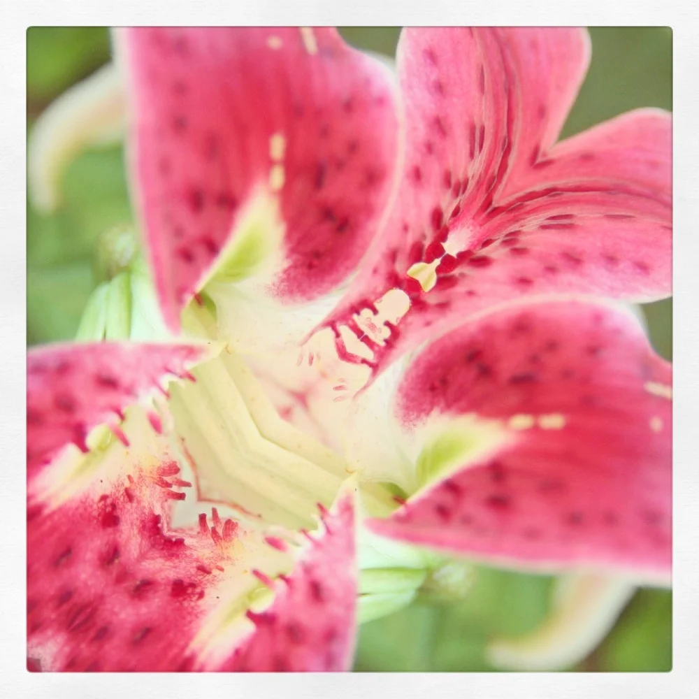 94-Blink-Happy Spring Dreaming.JPG