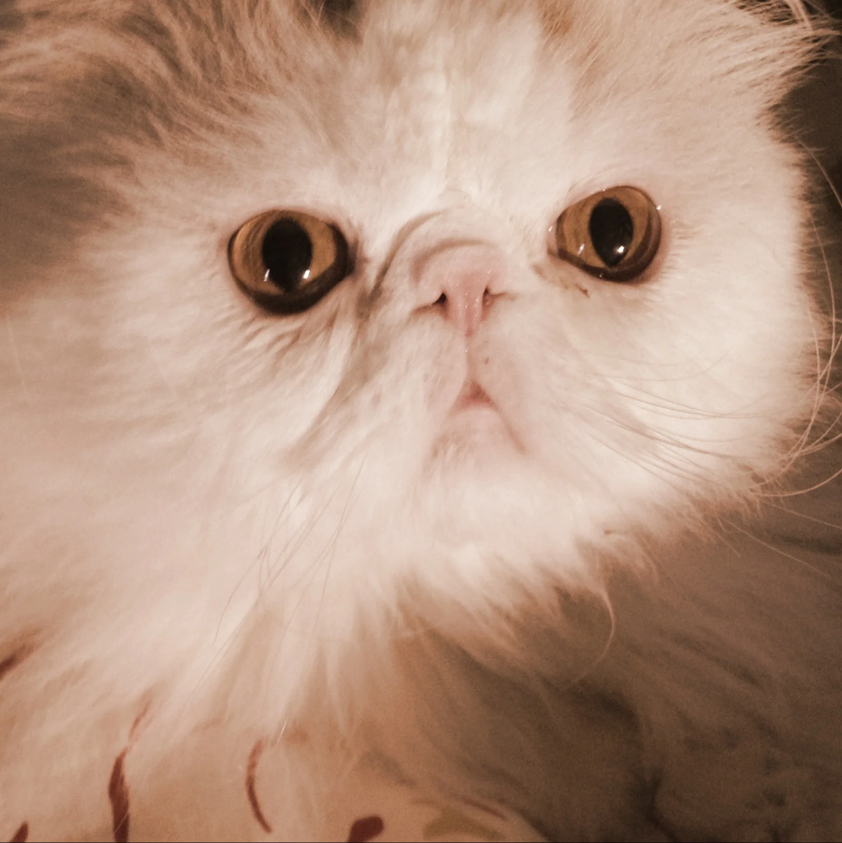 104-Blink-She Said What.JPG