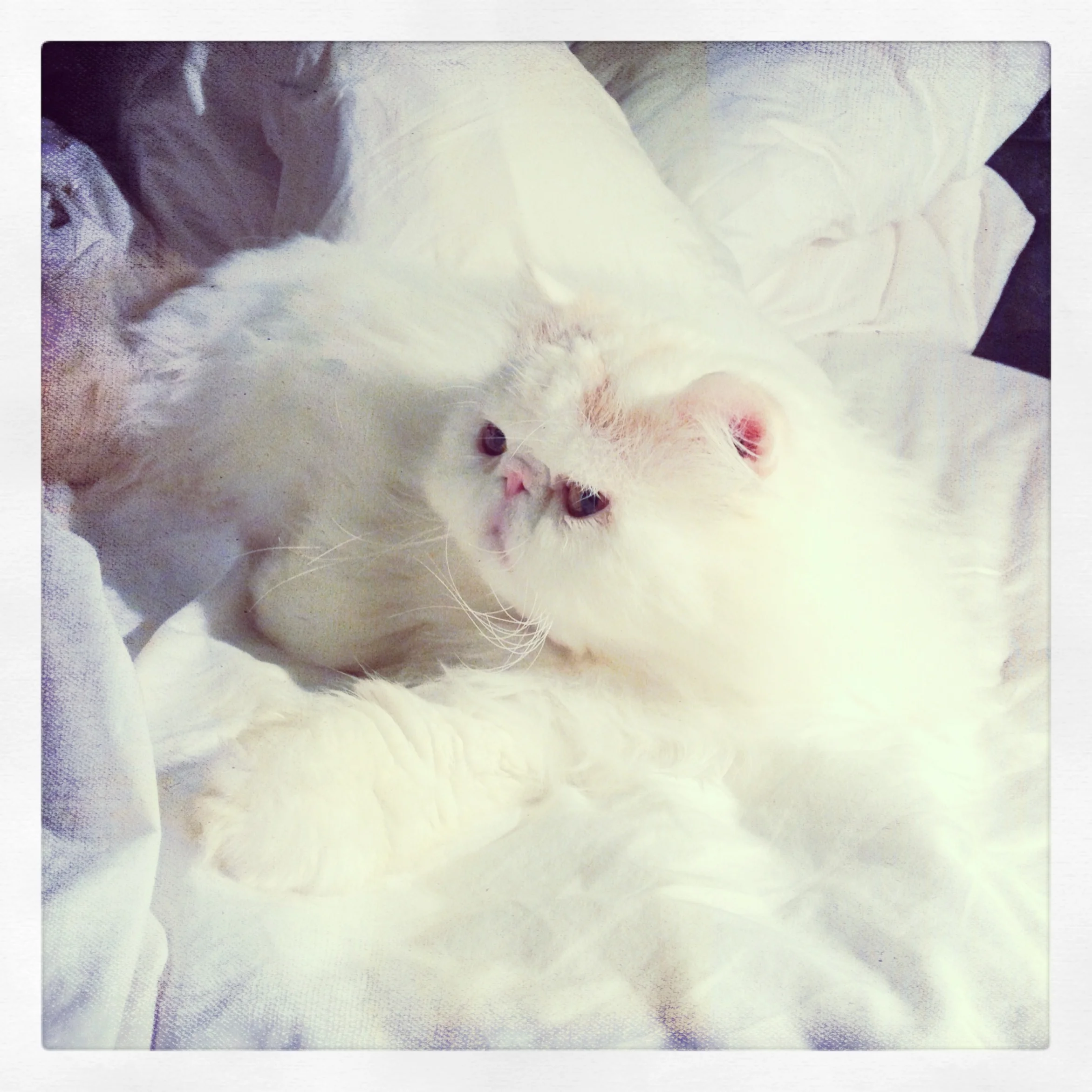 106-Blink-Snow Inside.JPG