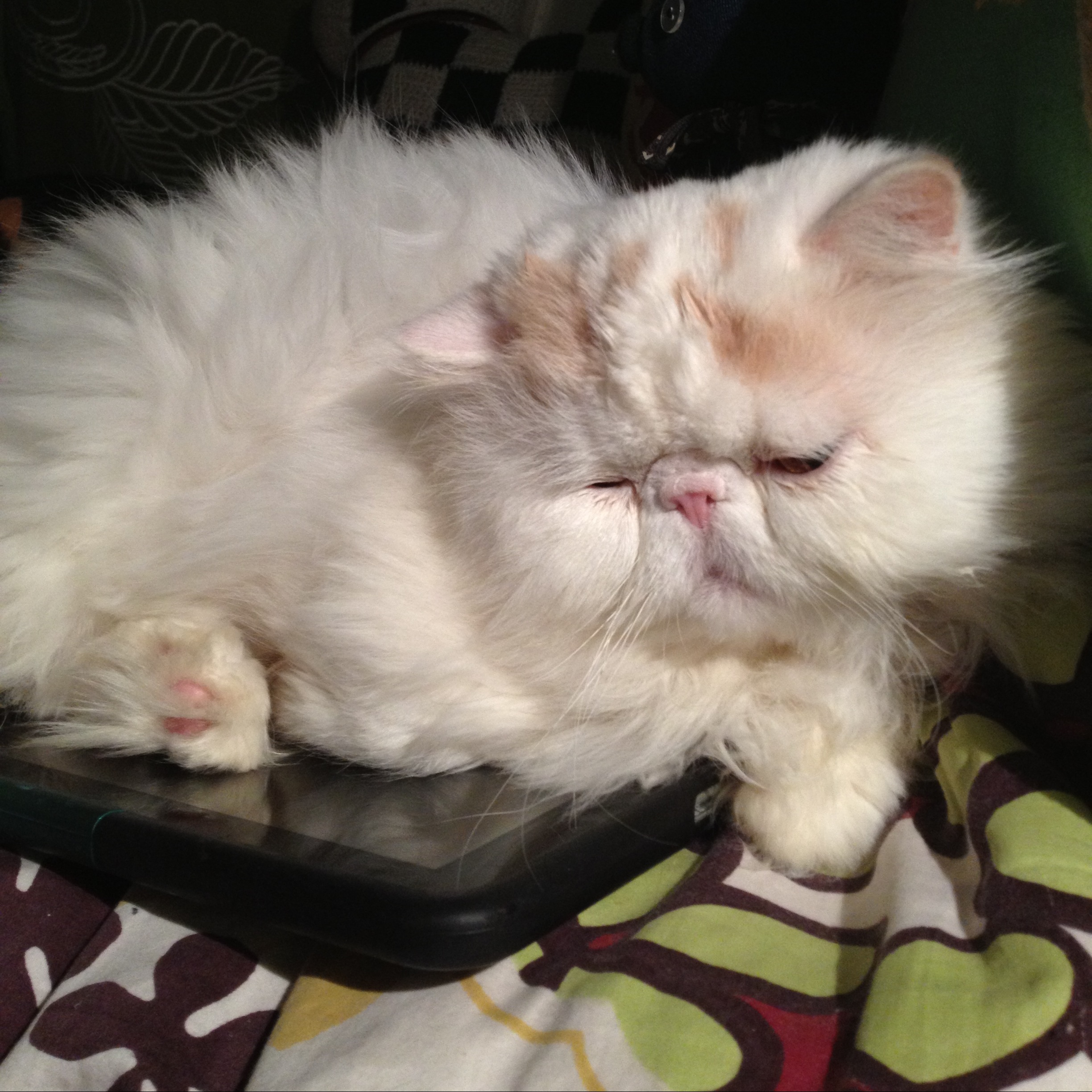 111-Blink-Not Working.JPG