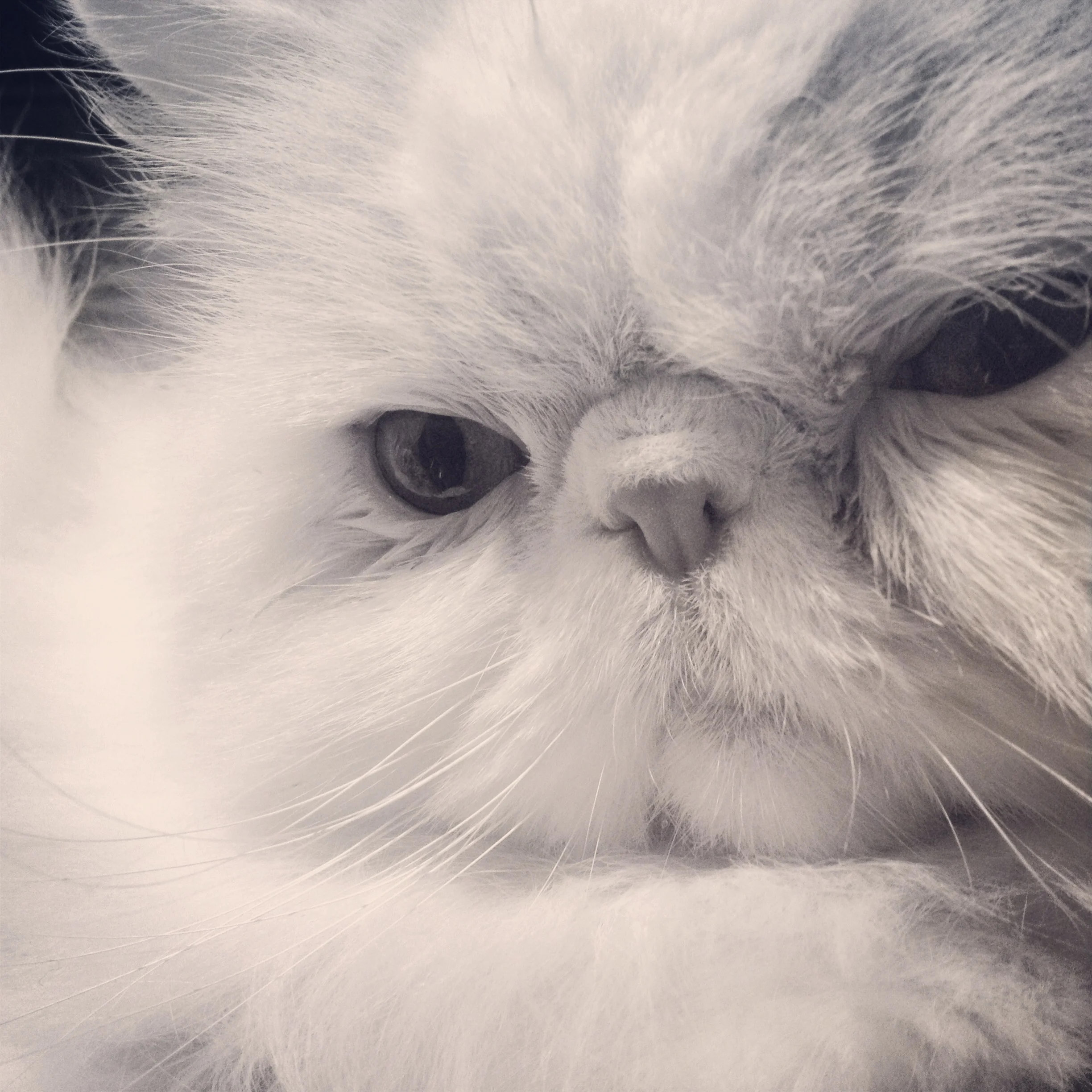 123-Cupid is White.JPG