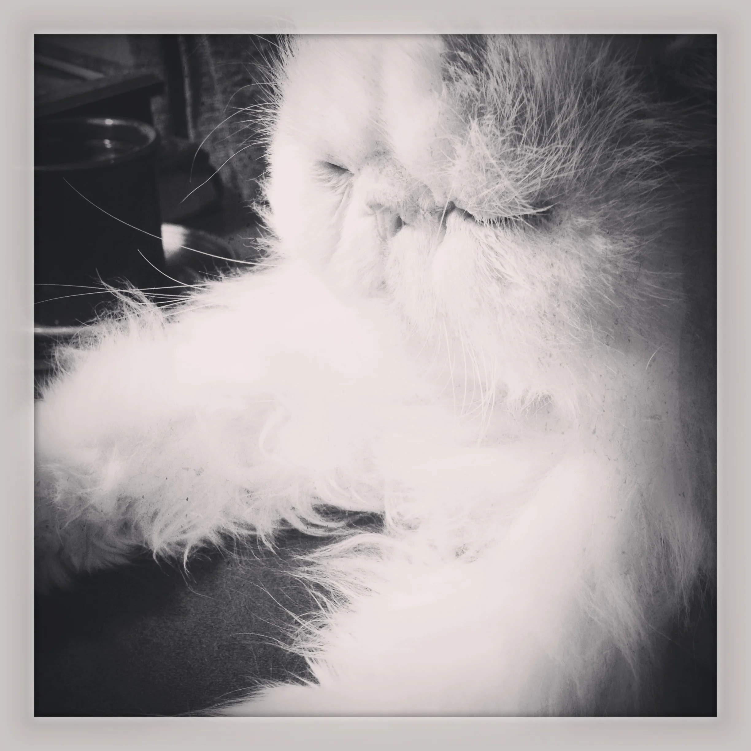 126-Blink-Zen Kitty.JPG