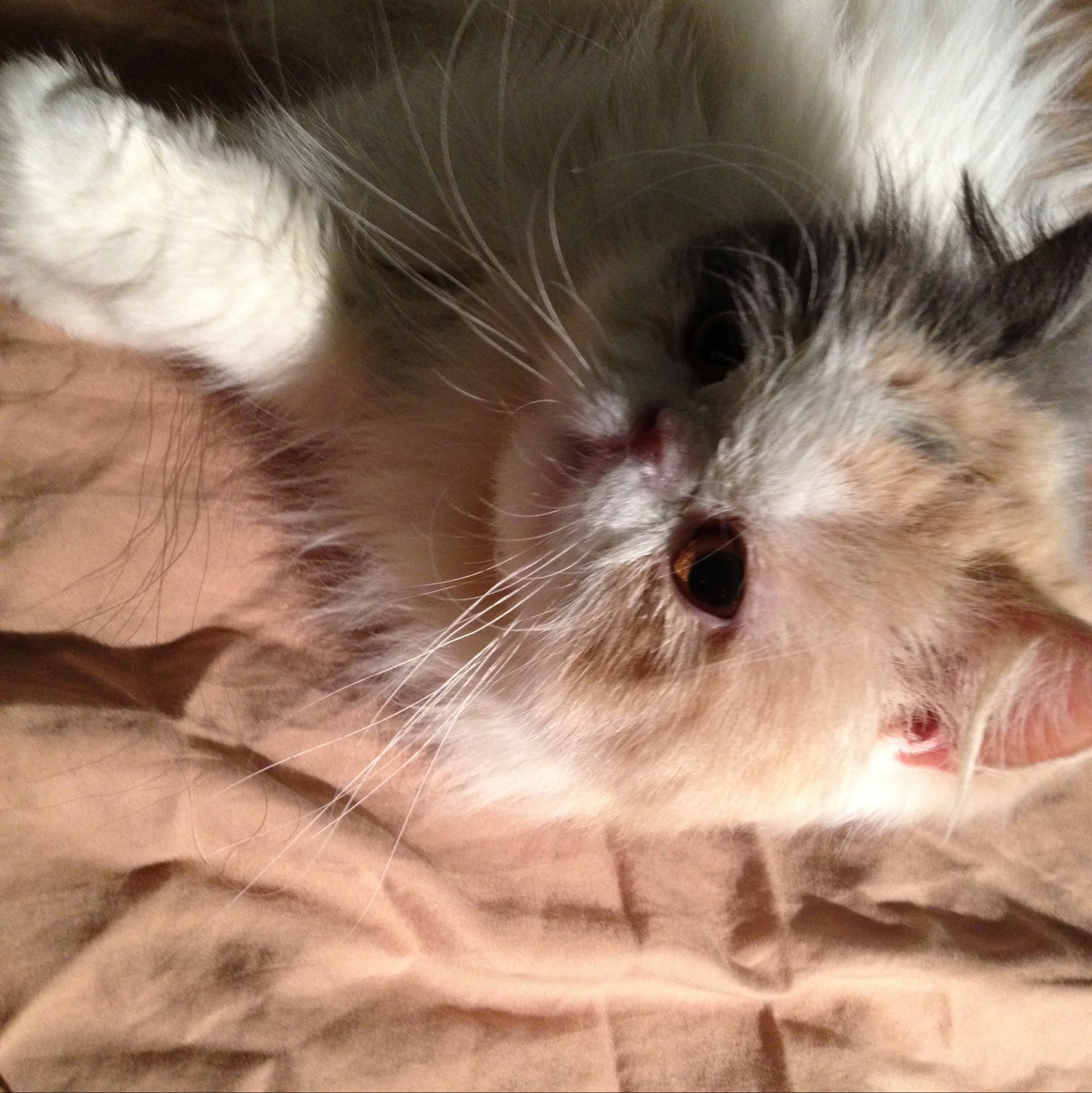 152-Blink-The First on Clean Sheets.JPG