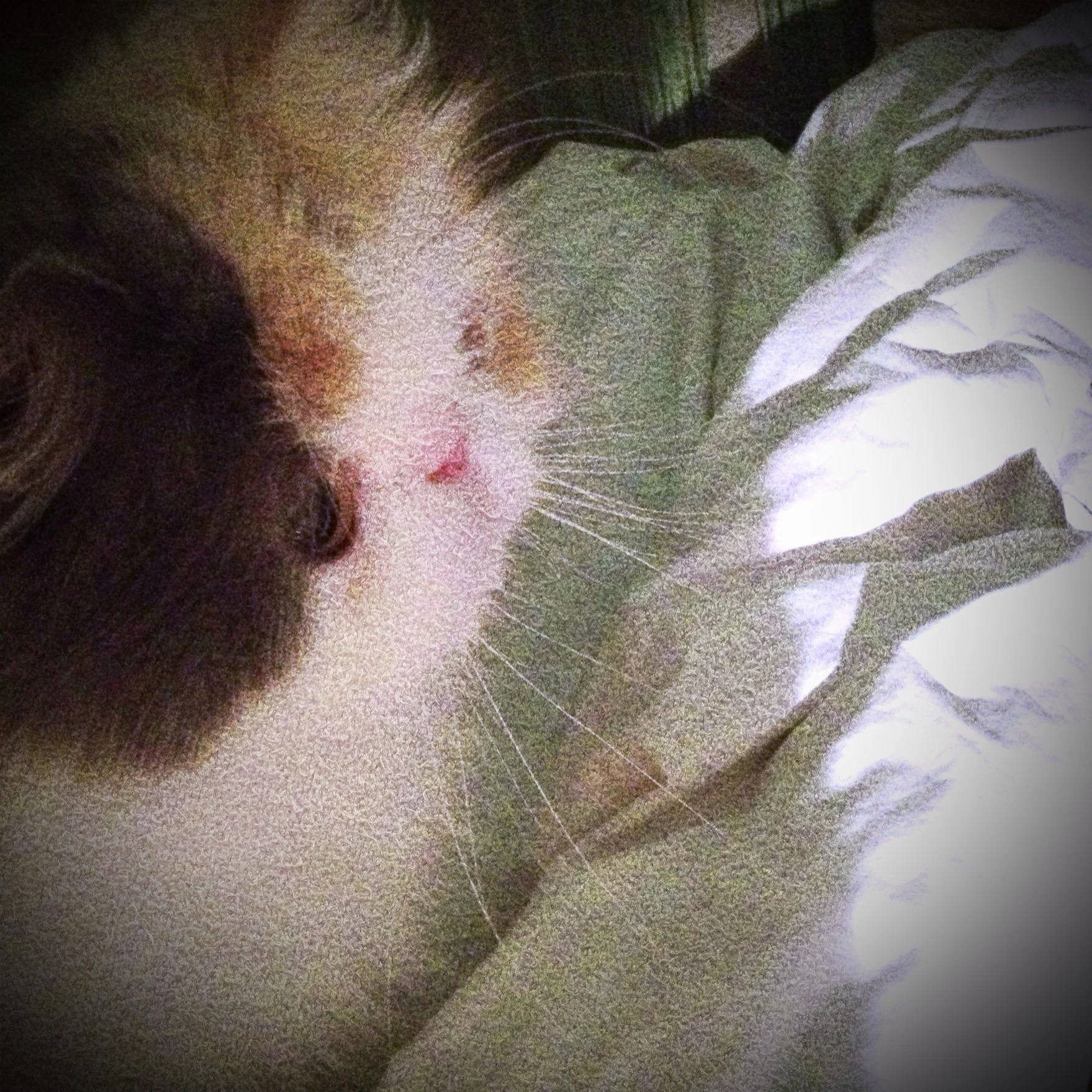 325-Blink-Cat is Magic.jpg